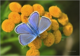 <p>MODRÁSEK JEHLICOVÝ ( Polyommatus icarus) ---- /Common blue butterfly - Hauhechel-Bläuling/</p>